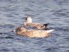 Glaucous Gull at Paglesham Lagoon (Steve Arlow) (60831 bytes)